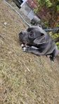 Leveransklar American Bully Valp Standard
