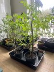 Tomatplantor och djungelgurka