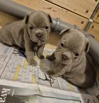 fransk bulldog valpar 
