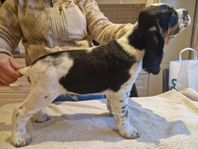 engelsk springer spaniel 