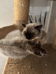 Ragdoll 