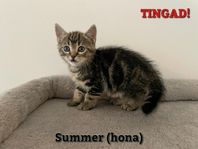 KATTUNGAR SÄLJES
