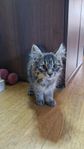 Kurilian Bobtail