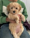 Maltipoo valp Levklar