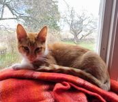 KATTUNGE 
