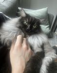Omplacering Ragdoll/Maine Coon