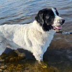 4 åring blandras