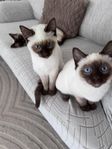 katten 