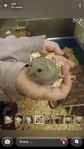 hamster ungar 