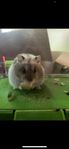 hamster och bur 