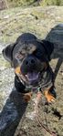 Rottweiler tik 3,5 år
