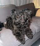 Bichonhavanais/pomeranian tik