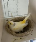 kanariefågel 