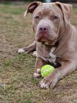 Leveransklar American Bully Standard valp