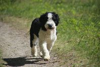 PERRO DE AGUA ESPAÑOL