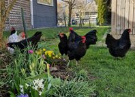 Avelsägg från renrasiga Australorp