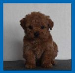 Maltipoo valp