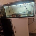 akvarium 