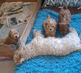 Cavapoo hanvalpar