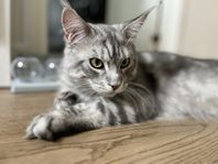 Maine Coon hane till avel 