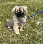 Tibetansk Spaniel