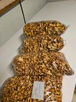 Gula kantareller torkade