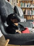 Tax Dvärg Omplacering