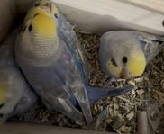 Regnbåge undulatungar – redo att flytta 20 april!