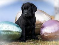 Labrador valpar 
