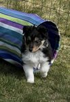 Shetland sheepdog valp