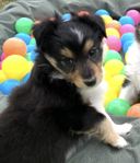 Shetland sheepdog valp