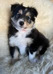 Shetland sheepdog valp tik