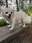 LÅNGHÅRIG CHIHUAHUATIK SKK