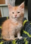 Maine Coon Kattungar med stamtavla 