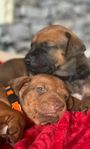 Rhodesian ridgeback valpar 