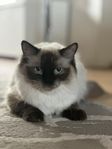 Ragdoll 