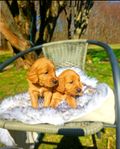 Golden Doodel valpar