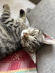 Fin kattunge