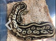 kp 0.1  black pastell hurricane enchi lesser pos red stripe