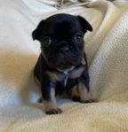 Fransk Bulldog valpar 