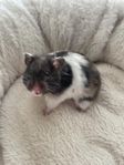 Bella söker nytt hem Guldhamster