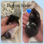 Guldhamster unge