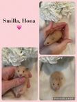 Guldhamster ungar