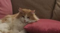 Norsk skogkatt