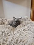 kattungar 