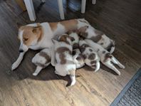 Norrbottenspets