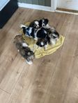 Shih-tzu valpar fäller ej hår