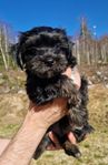 Bichon havanais valpar