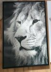 Tavla 95x65