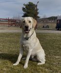 Labradoodle 